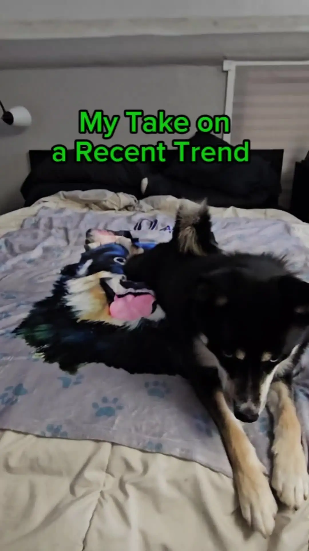 Tiktok post preview 1 from @loki_the_d0g_of_mischief