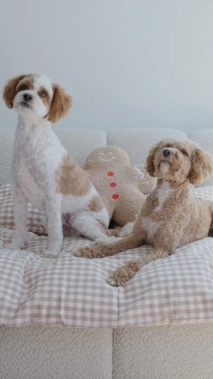 Instagram post preview 3 from lolabearonthemove