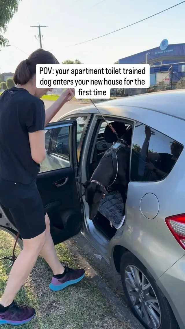 Instagram post preview 3 from jayce_the_greyhound