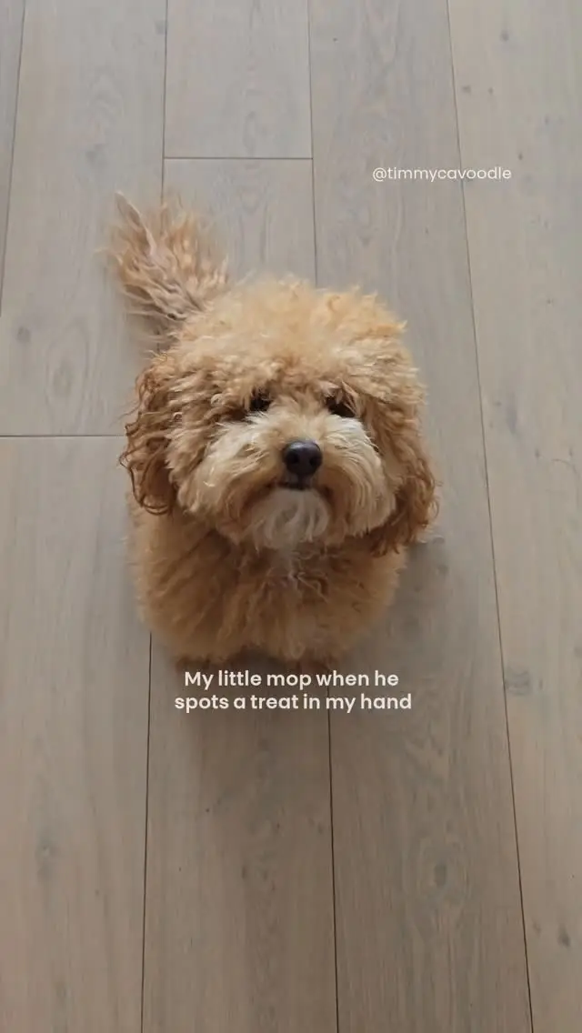 Instagram post preview 1 from timmycavoodle