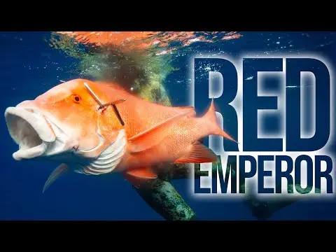 Youtube post preview 2 from UCOWcxlMjc-kr3NHoYjXTRfA