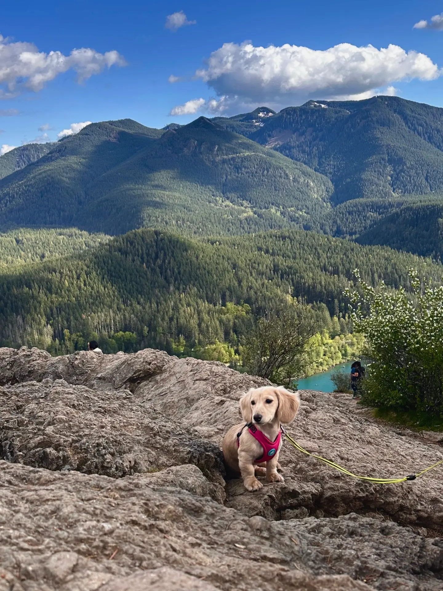 Tiktok post preview 2 from @pipa_the_doxie
