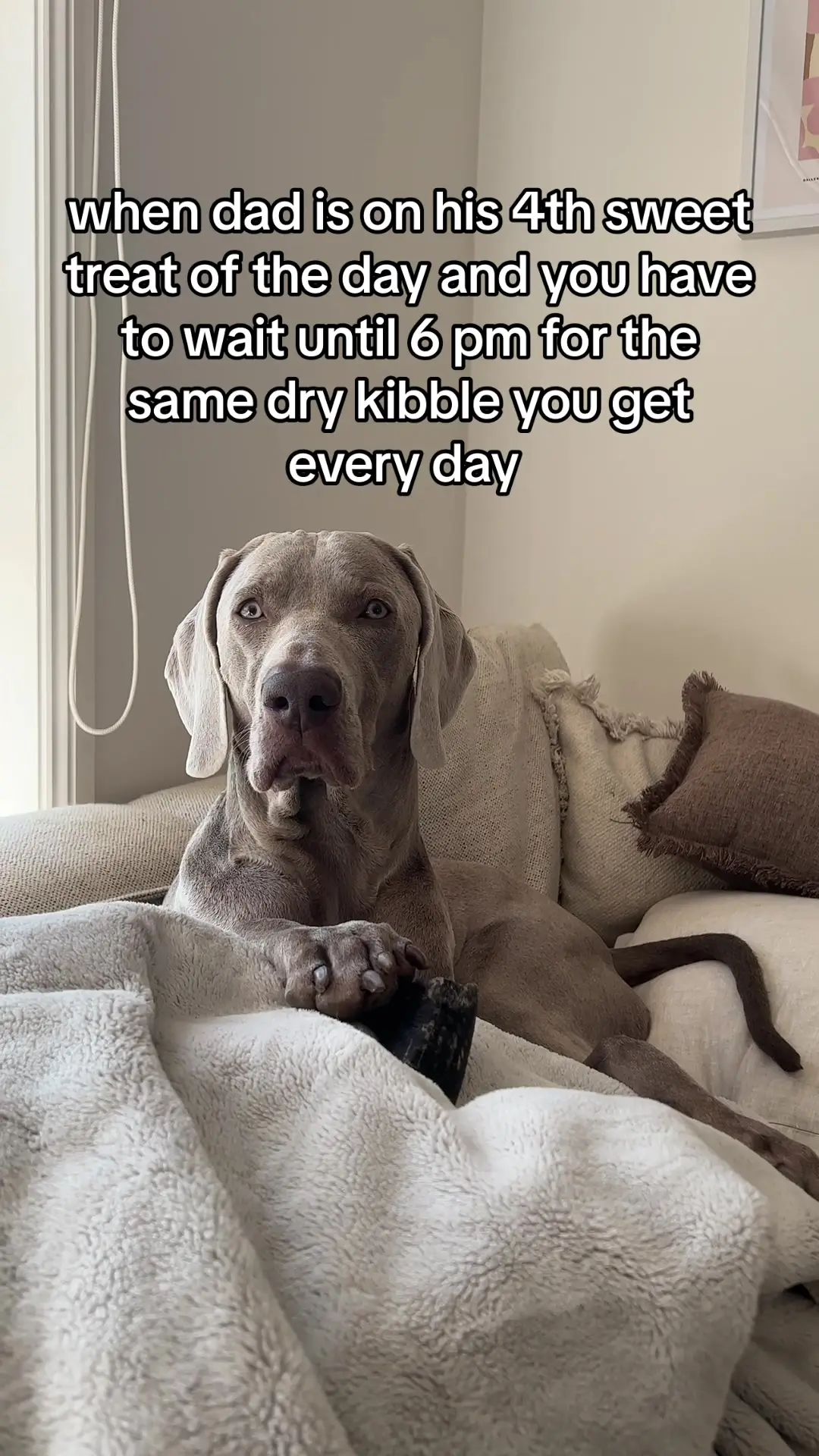 Tiktok post preview 2 from @bernietheweimaraner