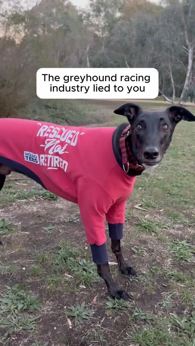 Instagram post preview 2 from jayce_the_greyhound