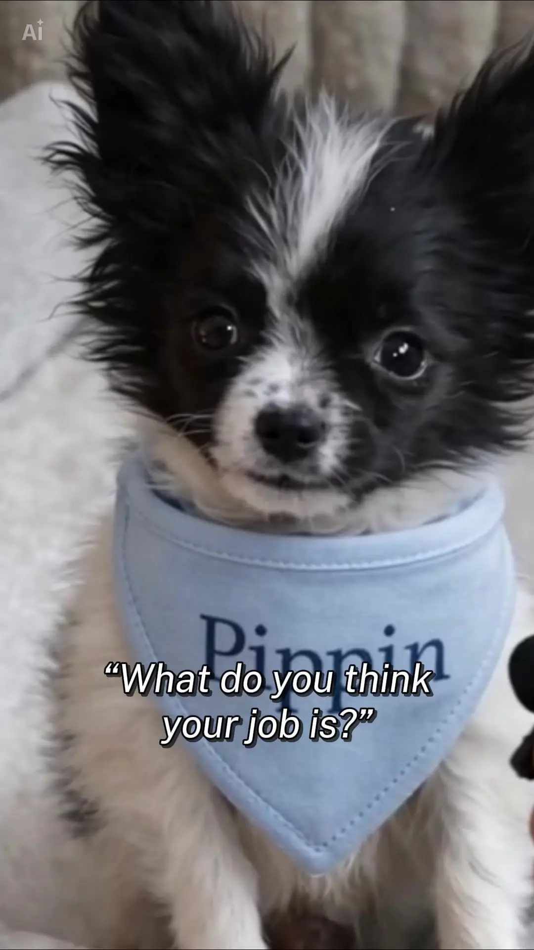 Tiktok post preview 3 from @shetravelswithdogs