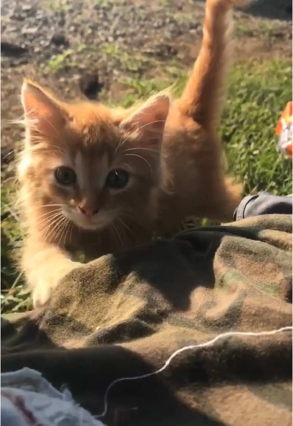 Tiktok post preview 2 from @lennyandthecats