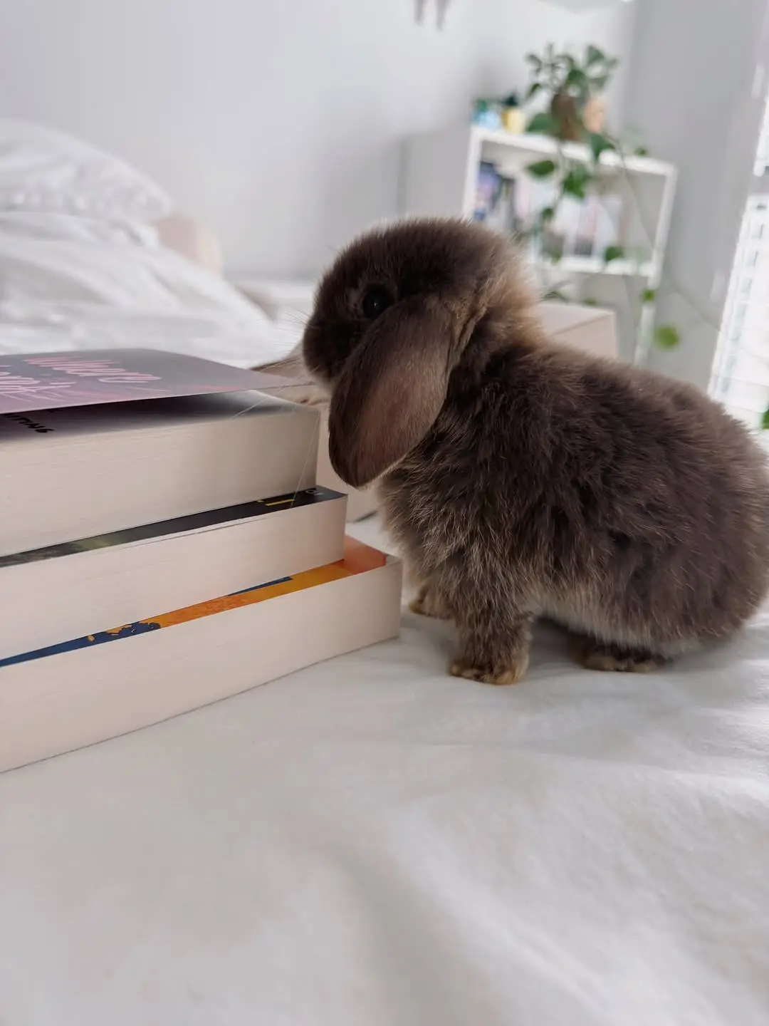Instagram post preview 2 from laurens.cosy.library