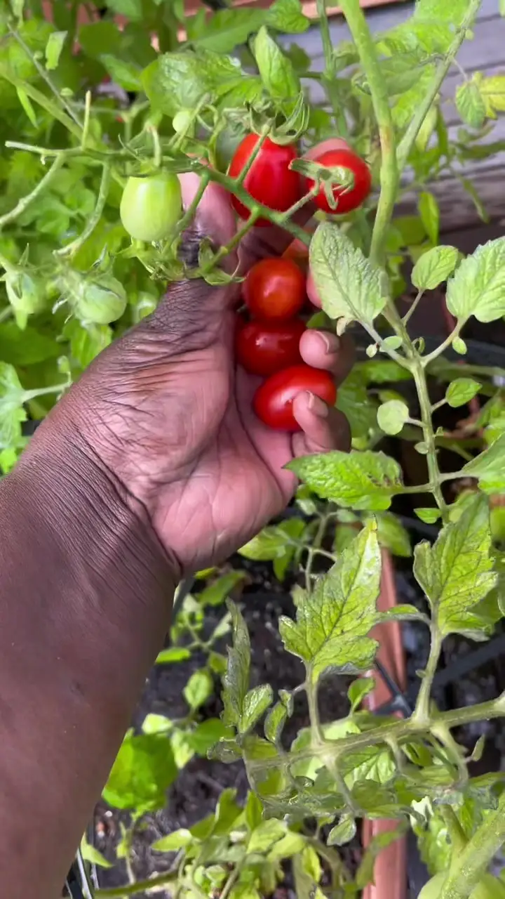 Tiktok post preview 3 from @studiovegan