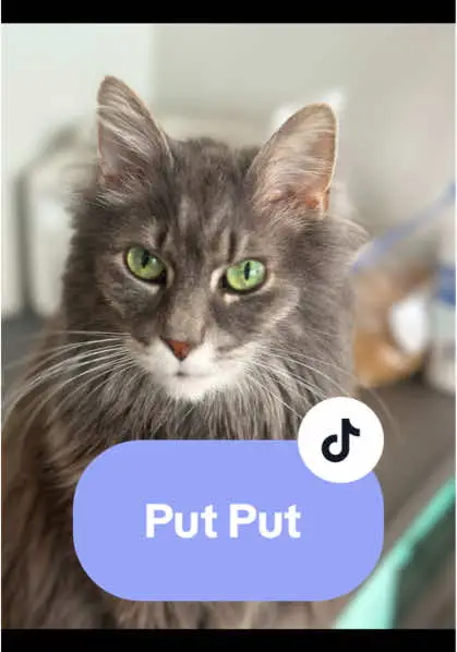Tiktok post thumbnail