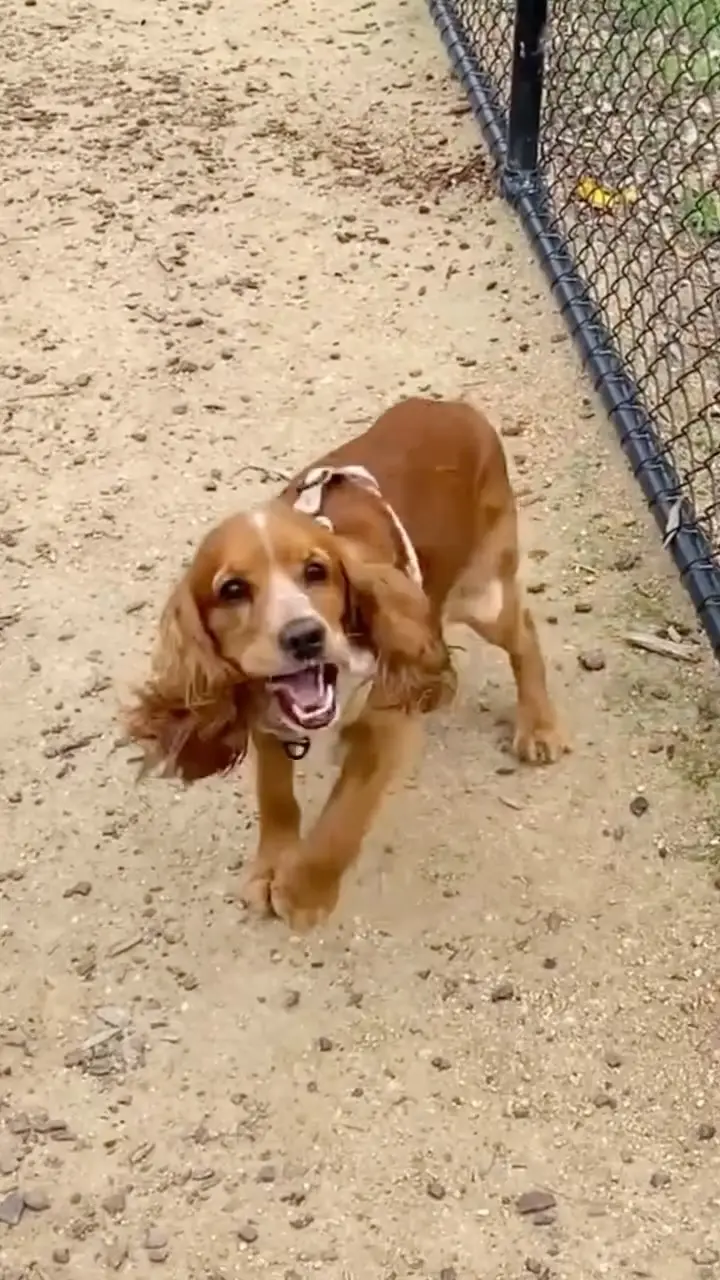 Instagram post preview 1 from sunnythecocker_