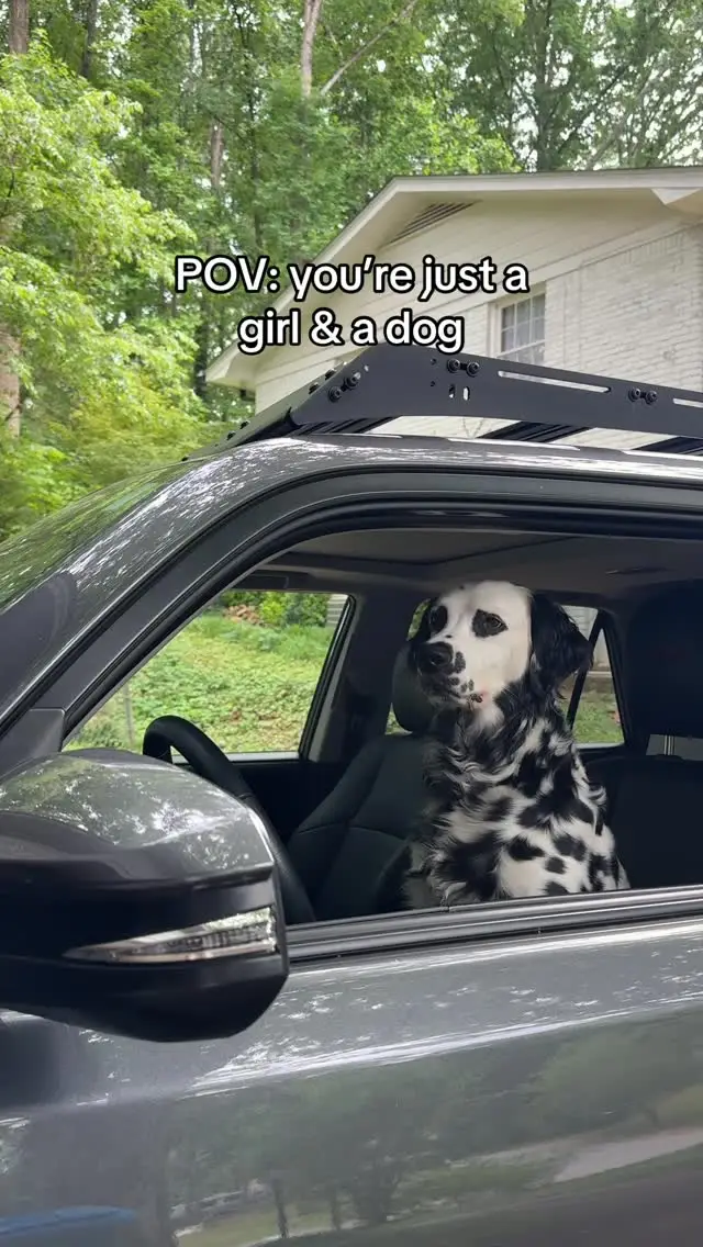 Instagram post preview 3 from ryderdalmatian