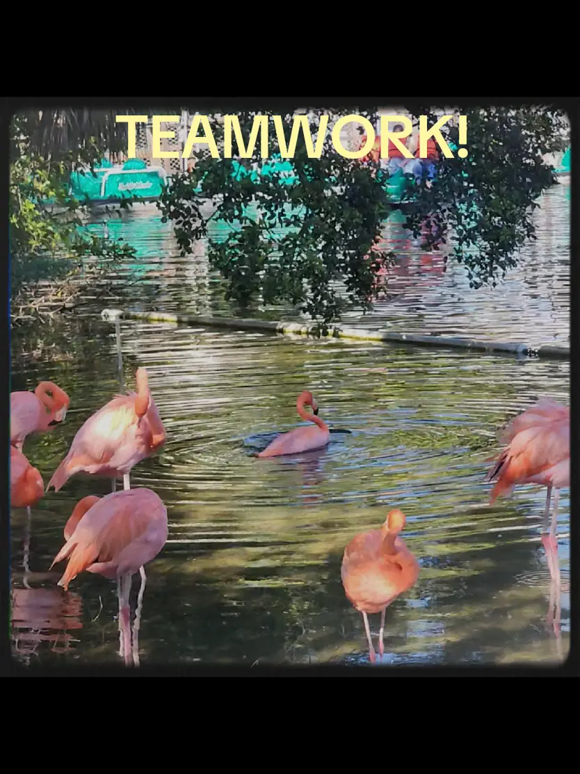 Tiktok post preview 1 from @aj...just.aj