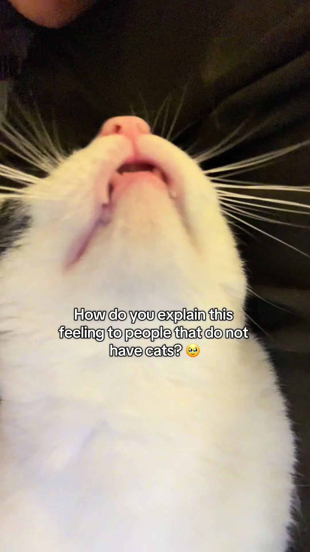 Tiktok post preview 3 from @cat.parent.diaries
