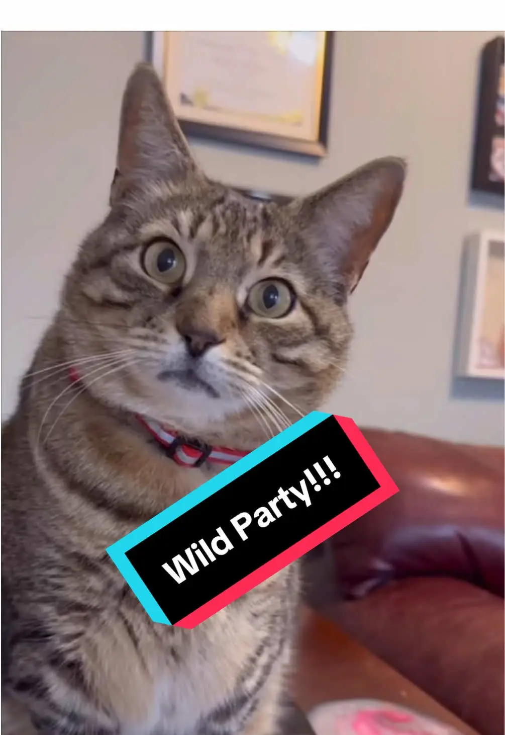 Tiktok post thumbnail