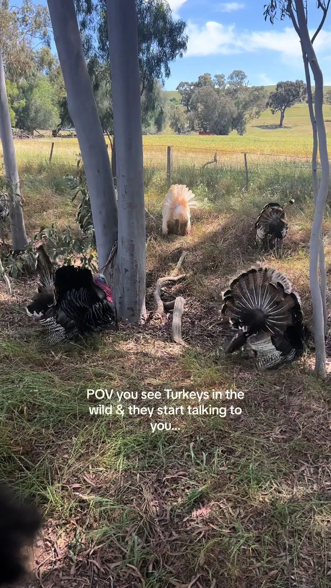 Tiktok post preview 3 from @saltyvanlife
