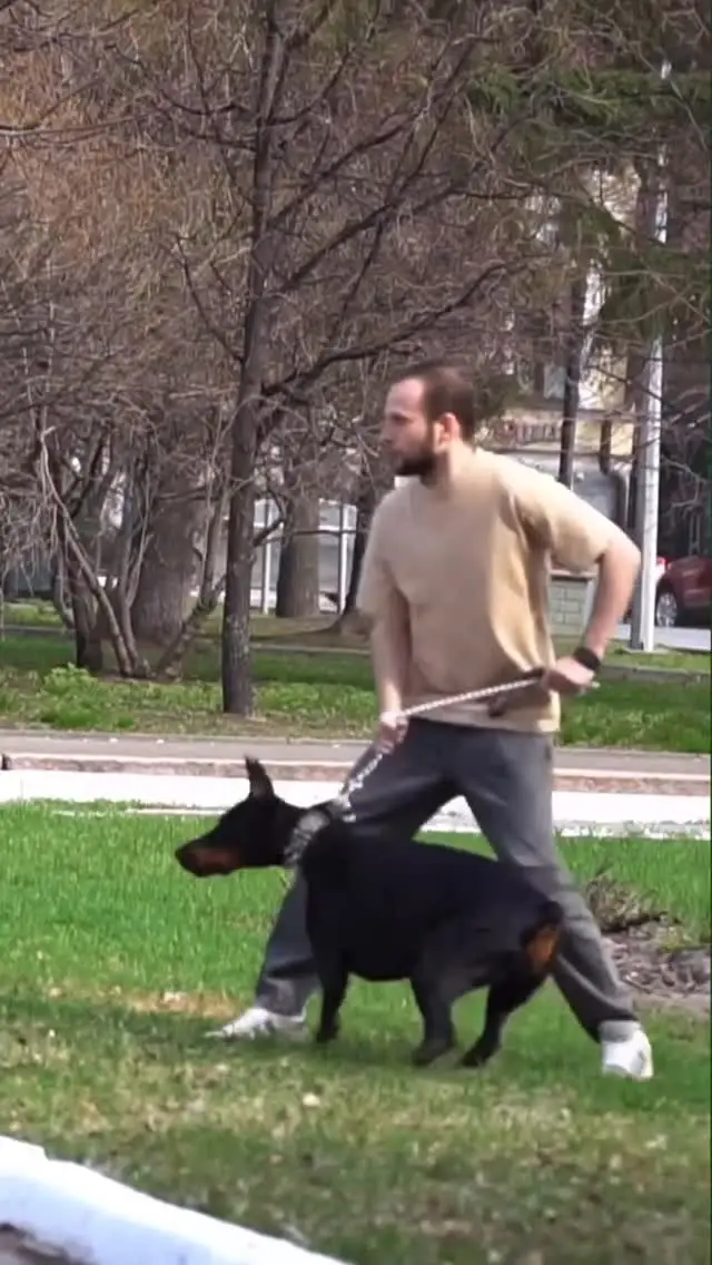 Instagram post preview 3 from dobermaninstagram