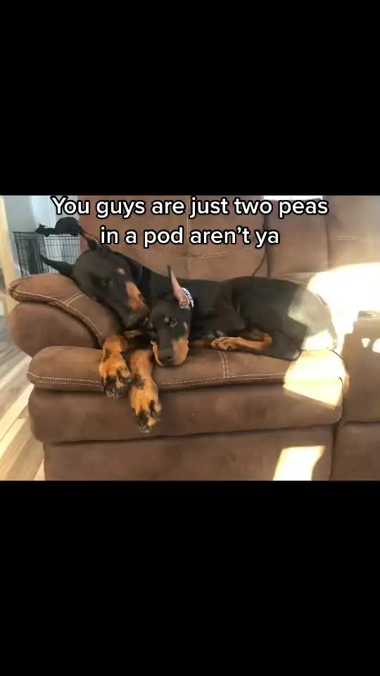 Tiktok post preview 3 from @leah.raven