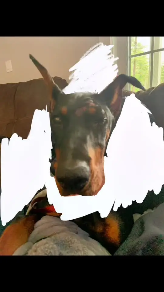 Tiktok post preview 2 from @leah.raven