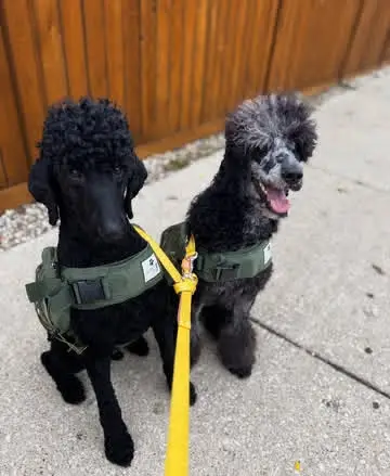 Instagram post preview 2 from dabear312