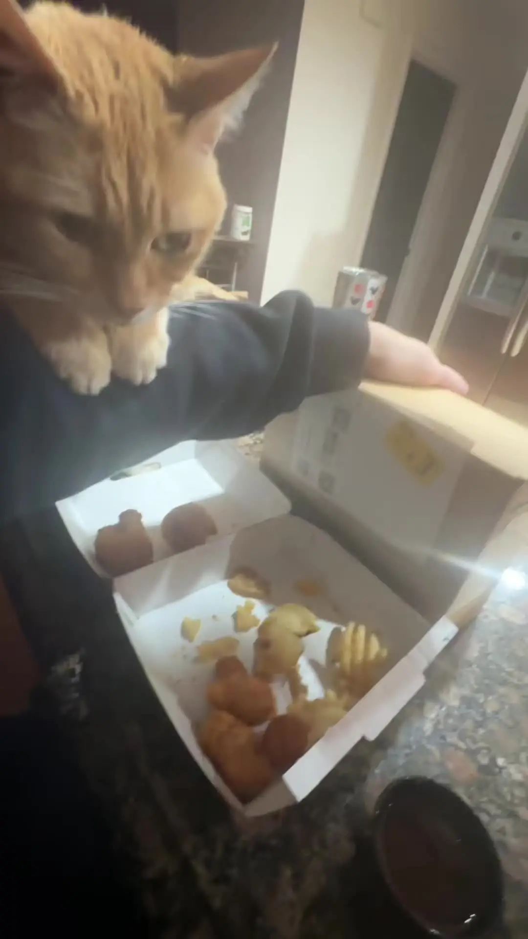 Tiktok post preview 2 from @fur_the_love_of_cats