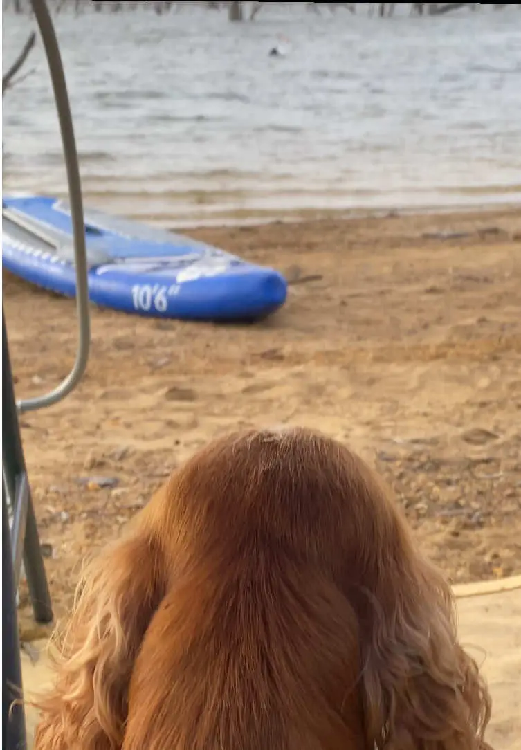 Tiktok post preview 3 from @sunnythecocker_