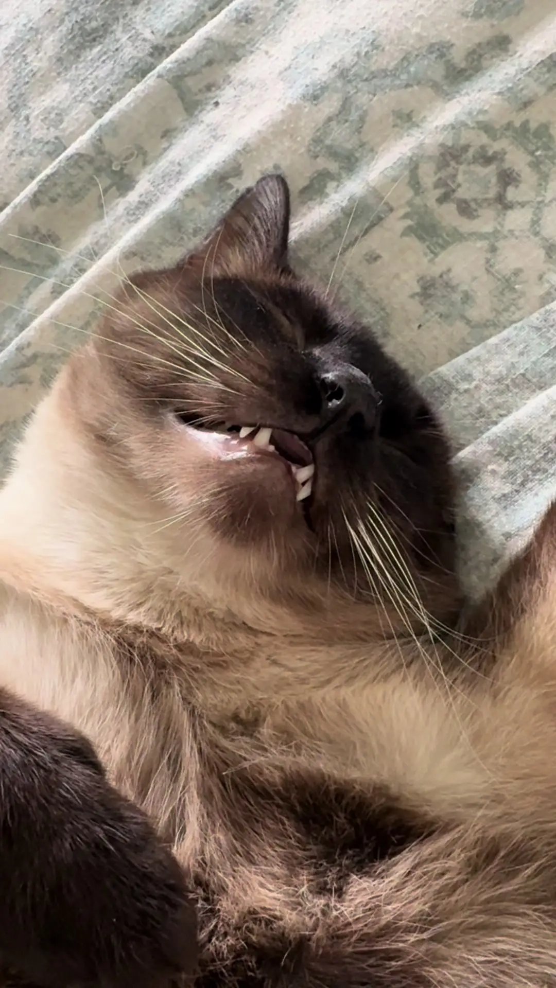 Tiktok post preview 3 from @tiff6436