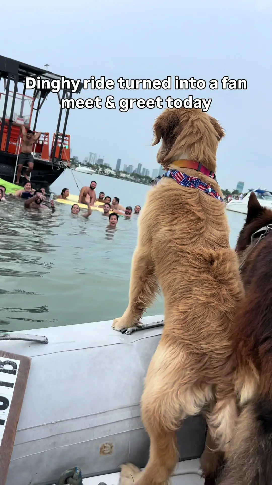 Tiktok post preview 1 from @apollo_germanshepherd