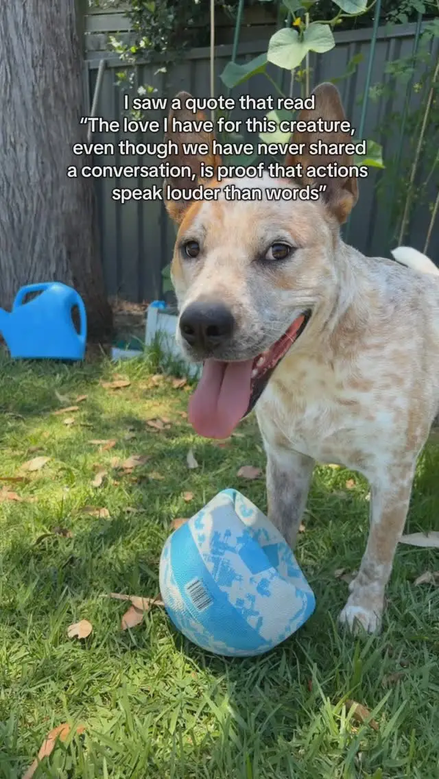 Instagram post preview 3 from billythecattledog