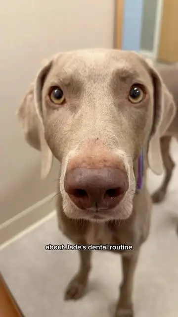 Instagram post preview 3 from weim_crime.sisters