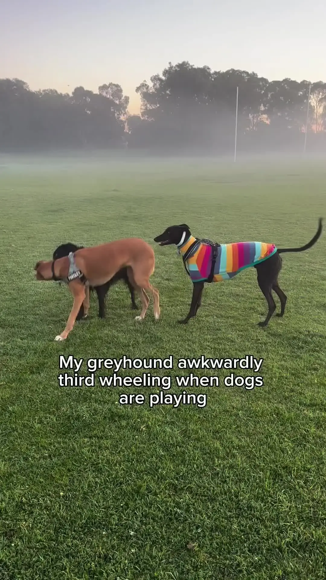 Tiktok post preview 3 from @jayce_the_greyhound