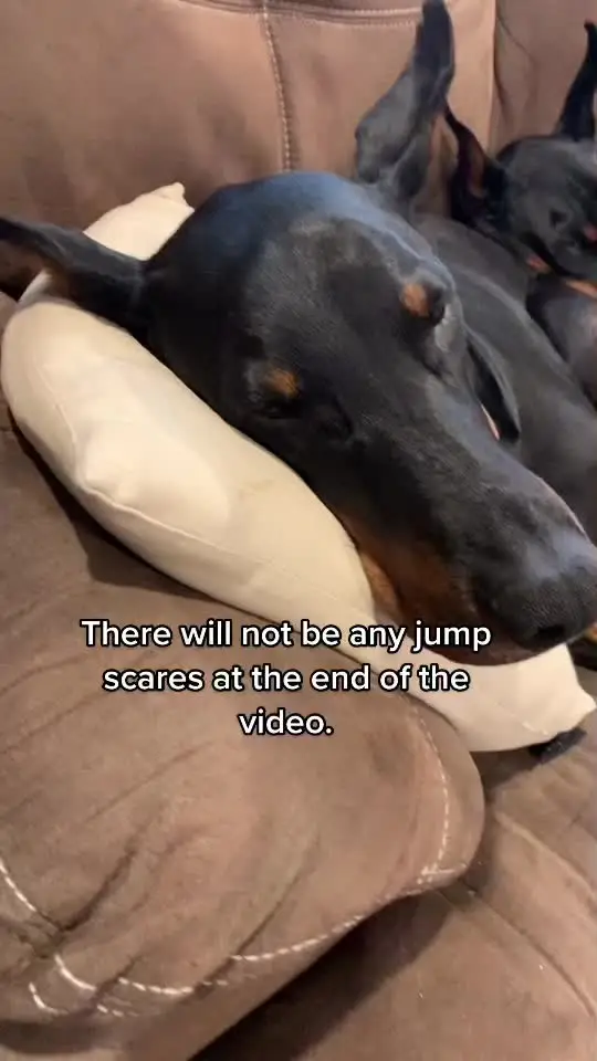 Tiktok post preview 1 from @leah.raven