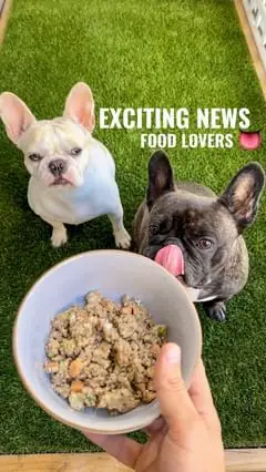 Instagram post preview 1 from mojo_n_jojo