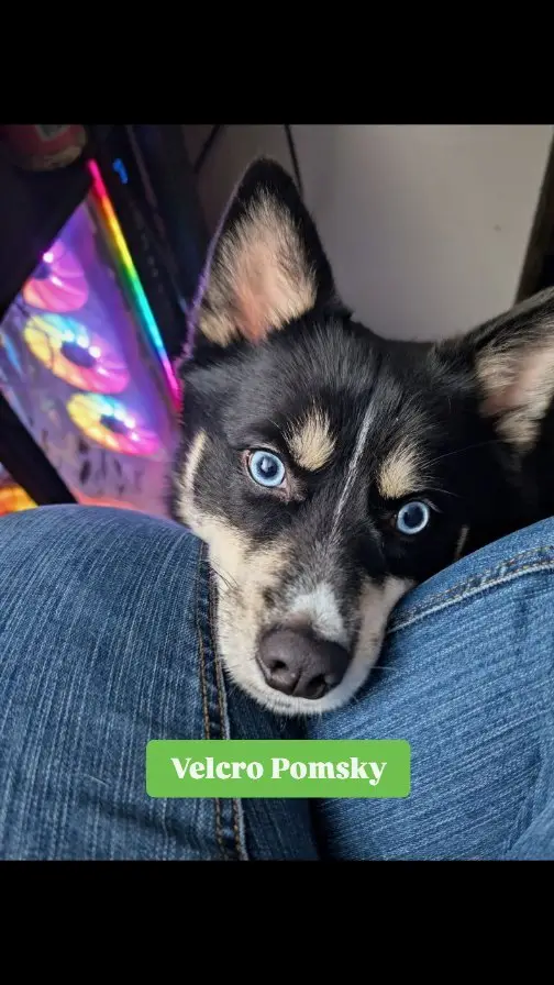 Instagram post preview 3 from loki_the_d0g_of_mischief