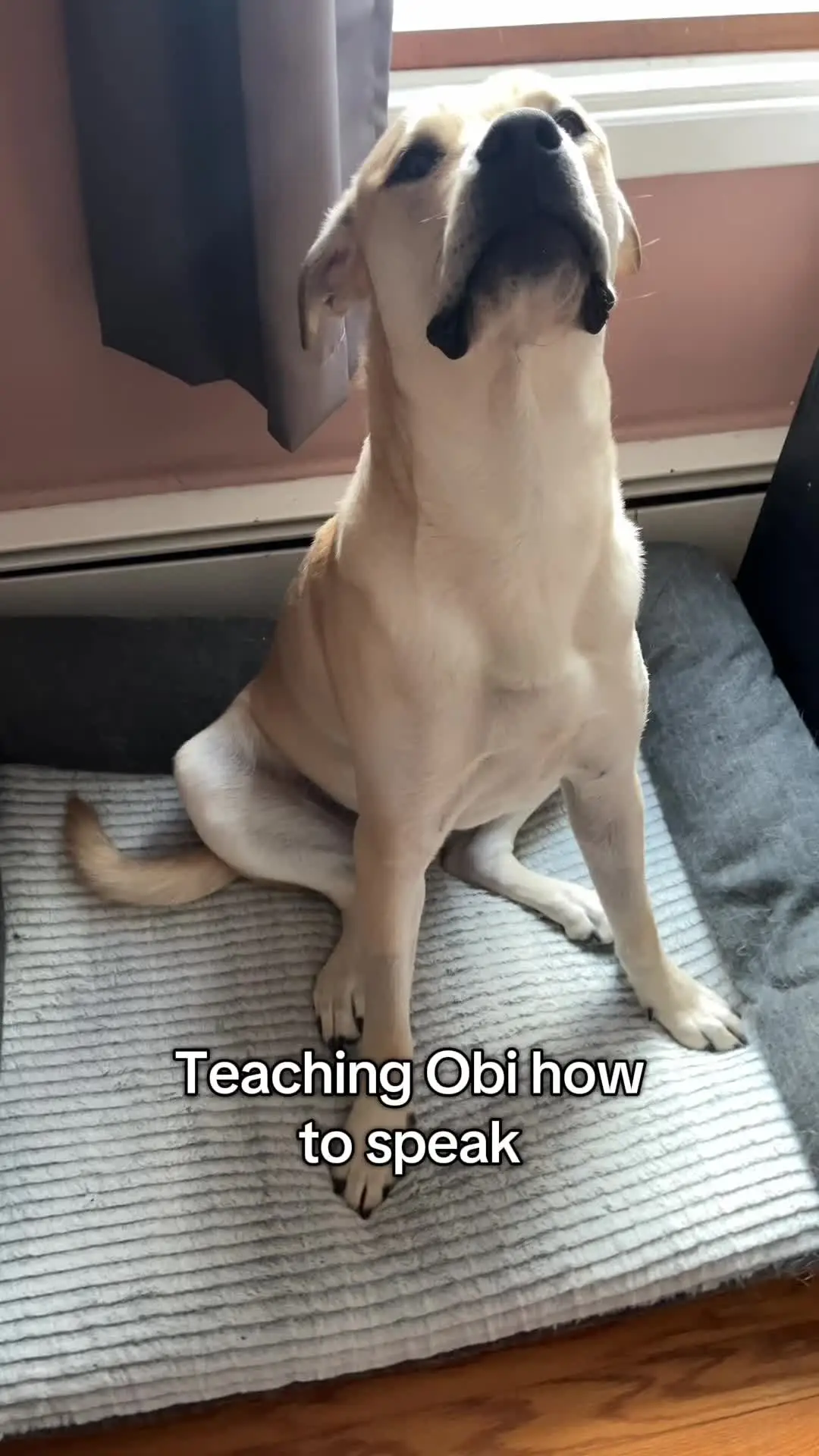 Tiktok post preview 1 from @keepingupwiththeobi