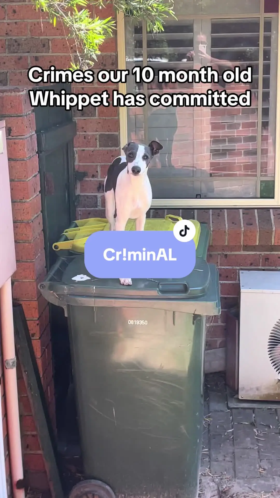 Tiktok post preview 3 from @mrcharliechops