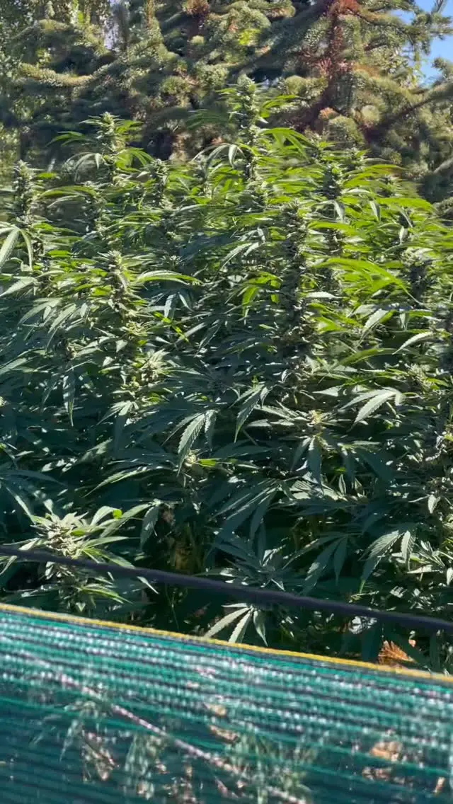 Instagram post preview 3 from queenofthesungrown