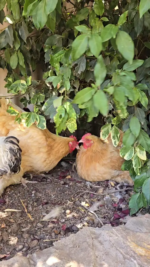 Instagram post preview 3 from thechickenandcatlady