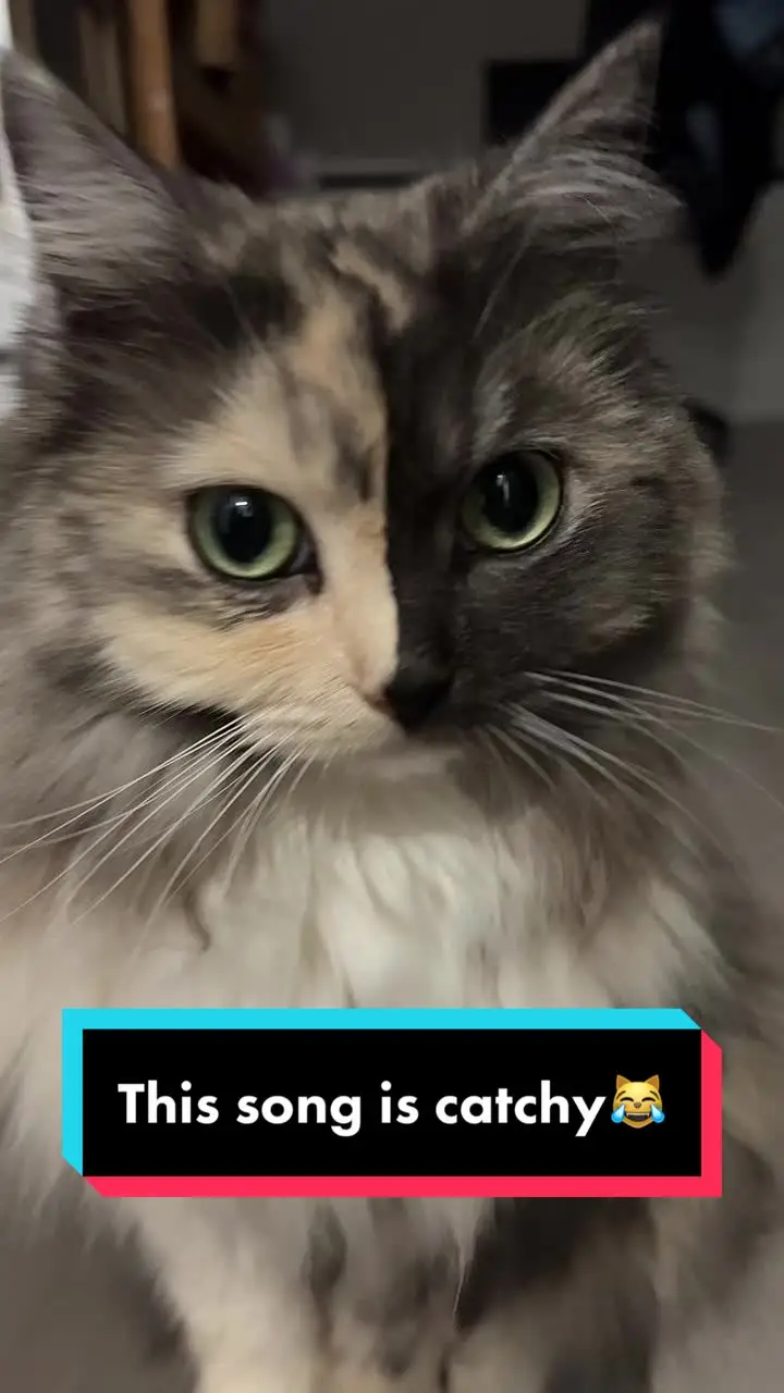 Tiktok post preview 2 from @geri.cat