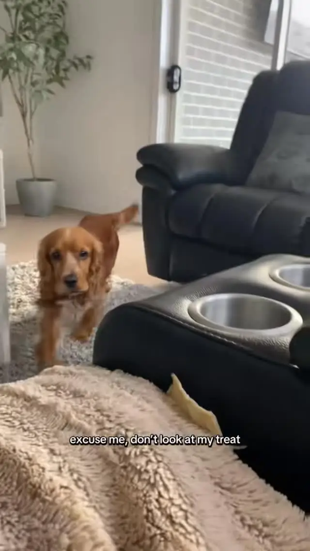 Instagram post preview 3 from sunnythecocker_