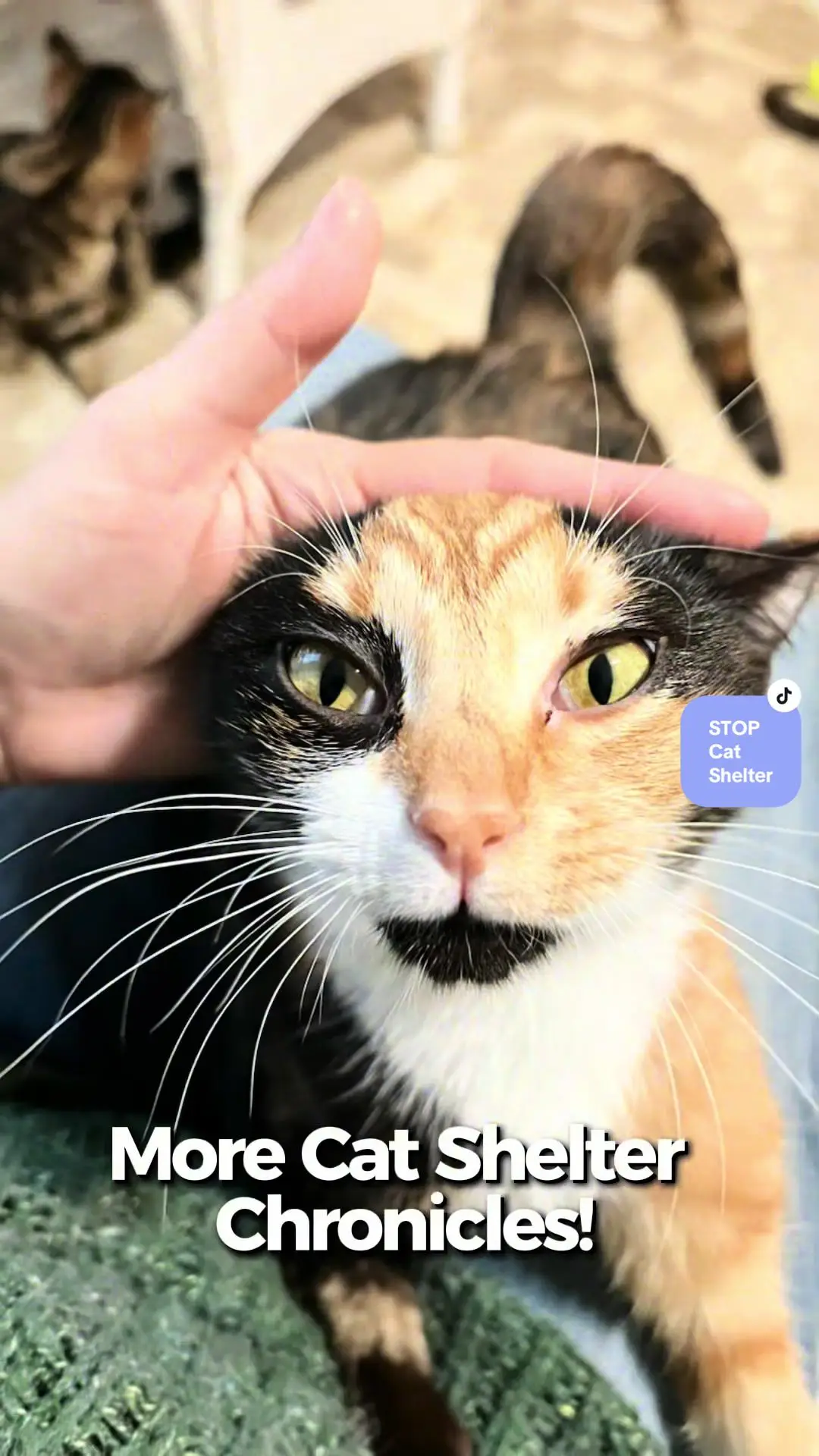 Tiktok post thumbnail