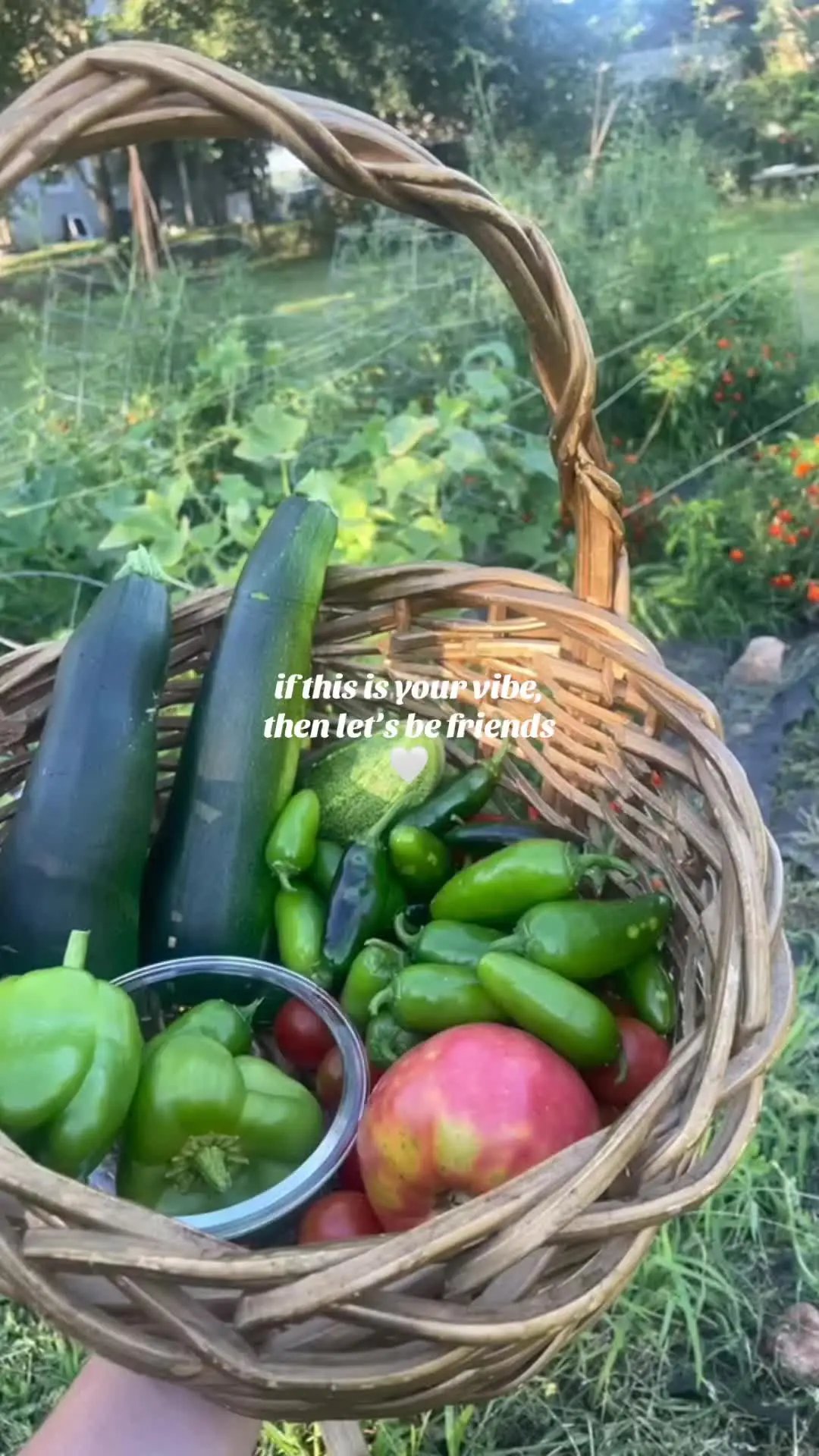 Tiktok post preview 2 from @humblehomestead1