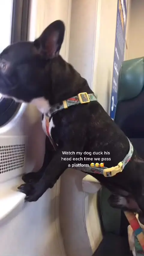 Tiktok post preview 3 from @frenchienamedmoses