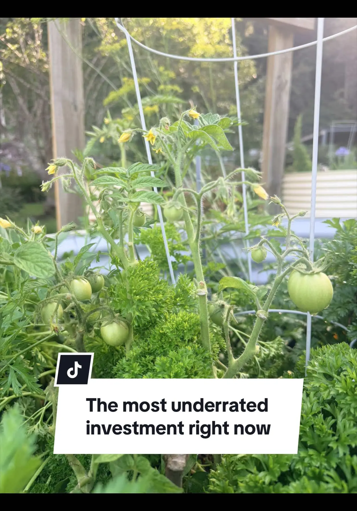 Tiktok post preview 3 from @breegrowsfood