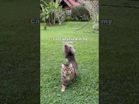 Youtube post preview 2 from UC_VFCleoQ4KLwKR00Gr6lAQ
