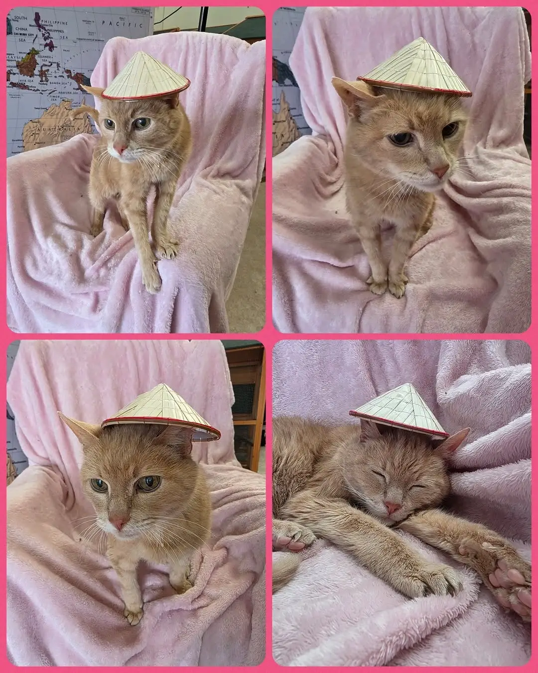 Instagram post preview 1 from catnappingsr