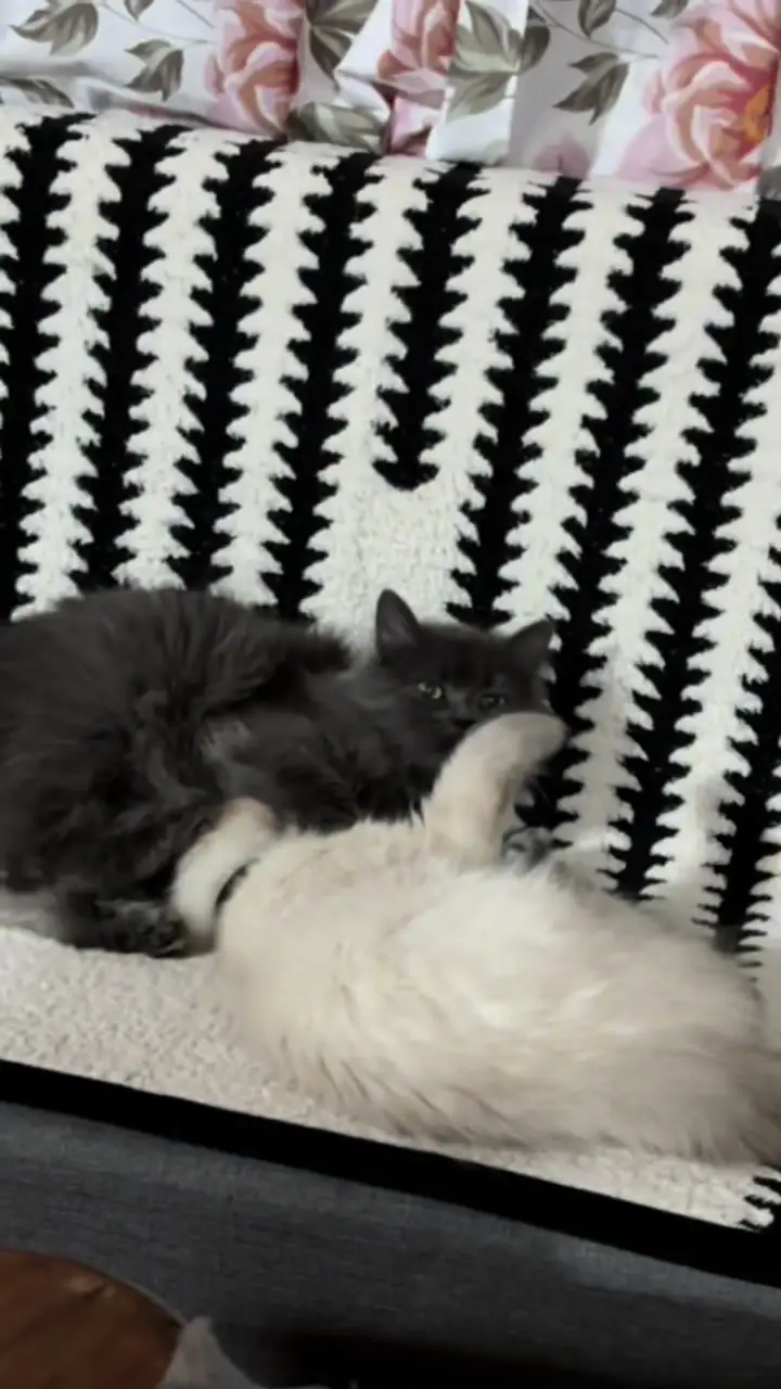 Tiktok post preview 2 from @itspeeyt