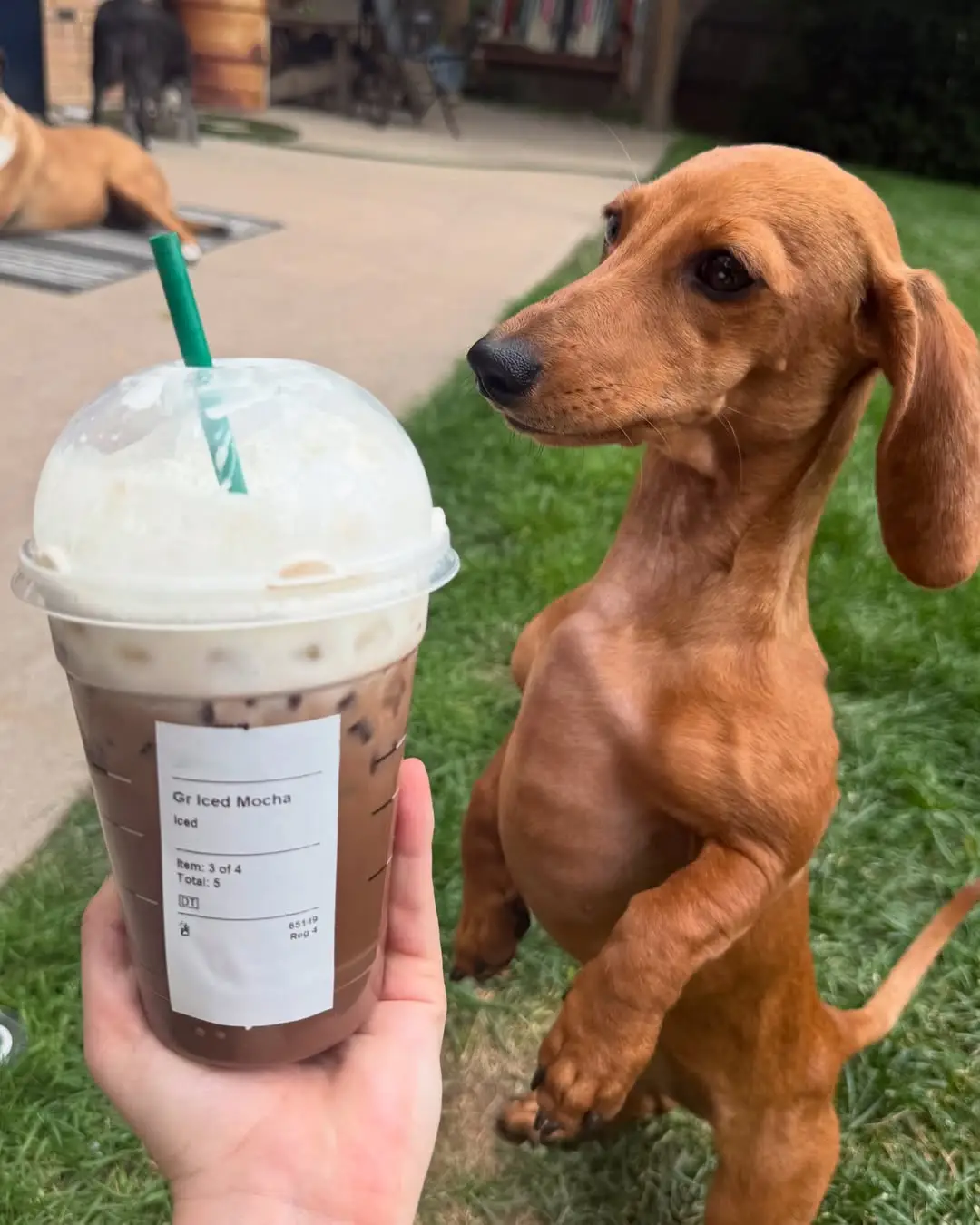 Instagram post preview 3 from mocha.doxie