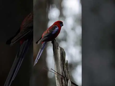 Youtube post preview 2 from UCsCrbmGm5K0DJKQliWxaUnQ
