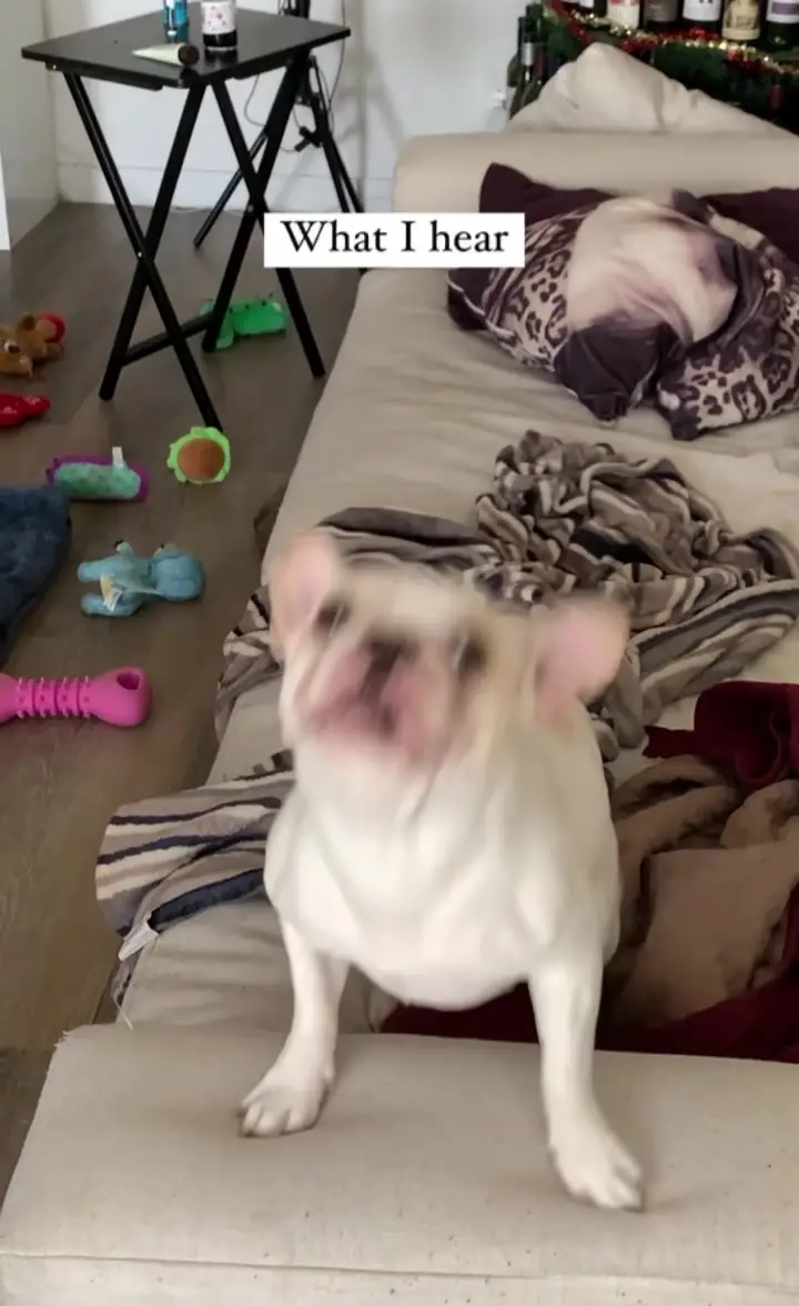 Tiktok post preview 2 from @mojo_n_jojo