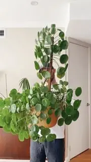 Instagram post thumbnail